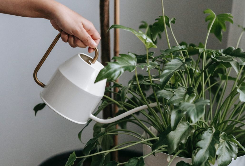 person watering house plant